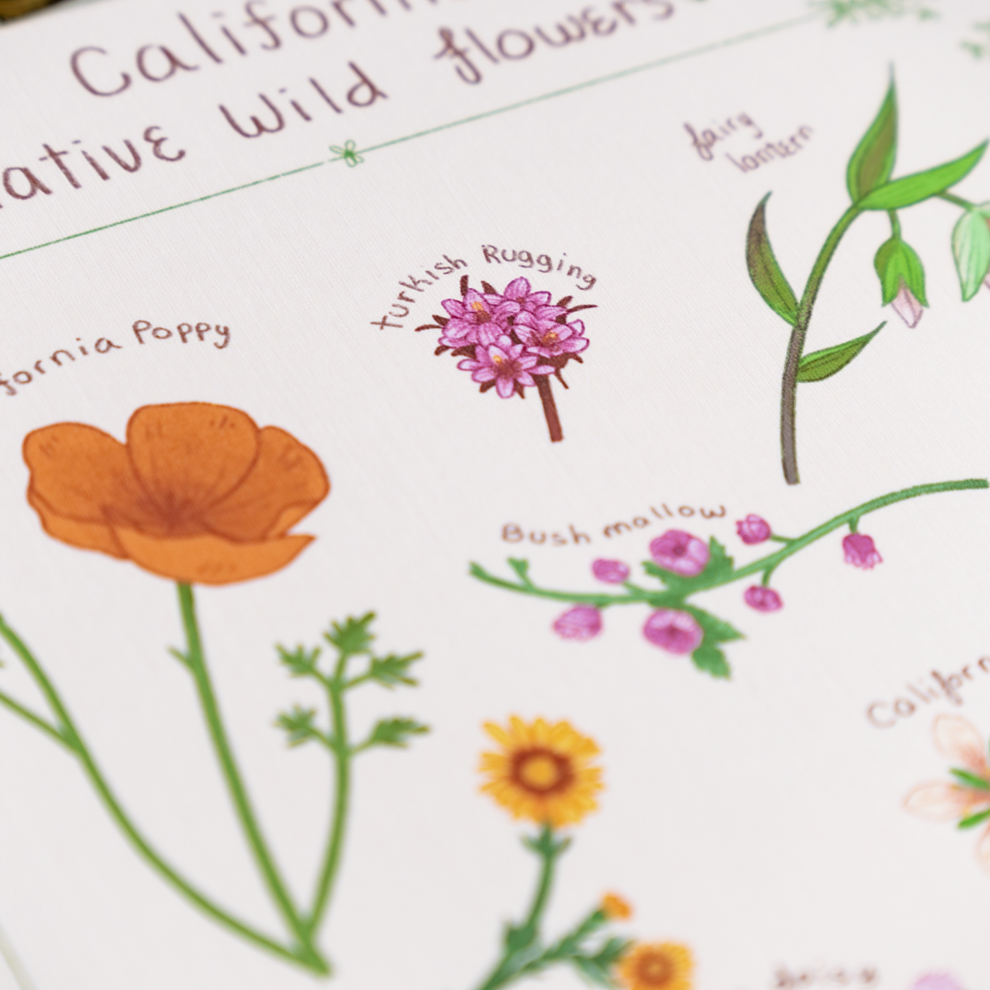 California Native Flowers 8x10 Large Print
